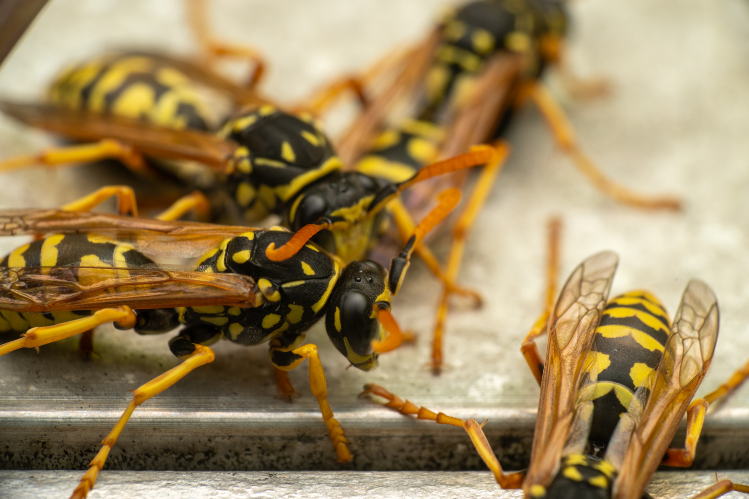 European paper wasp