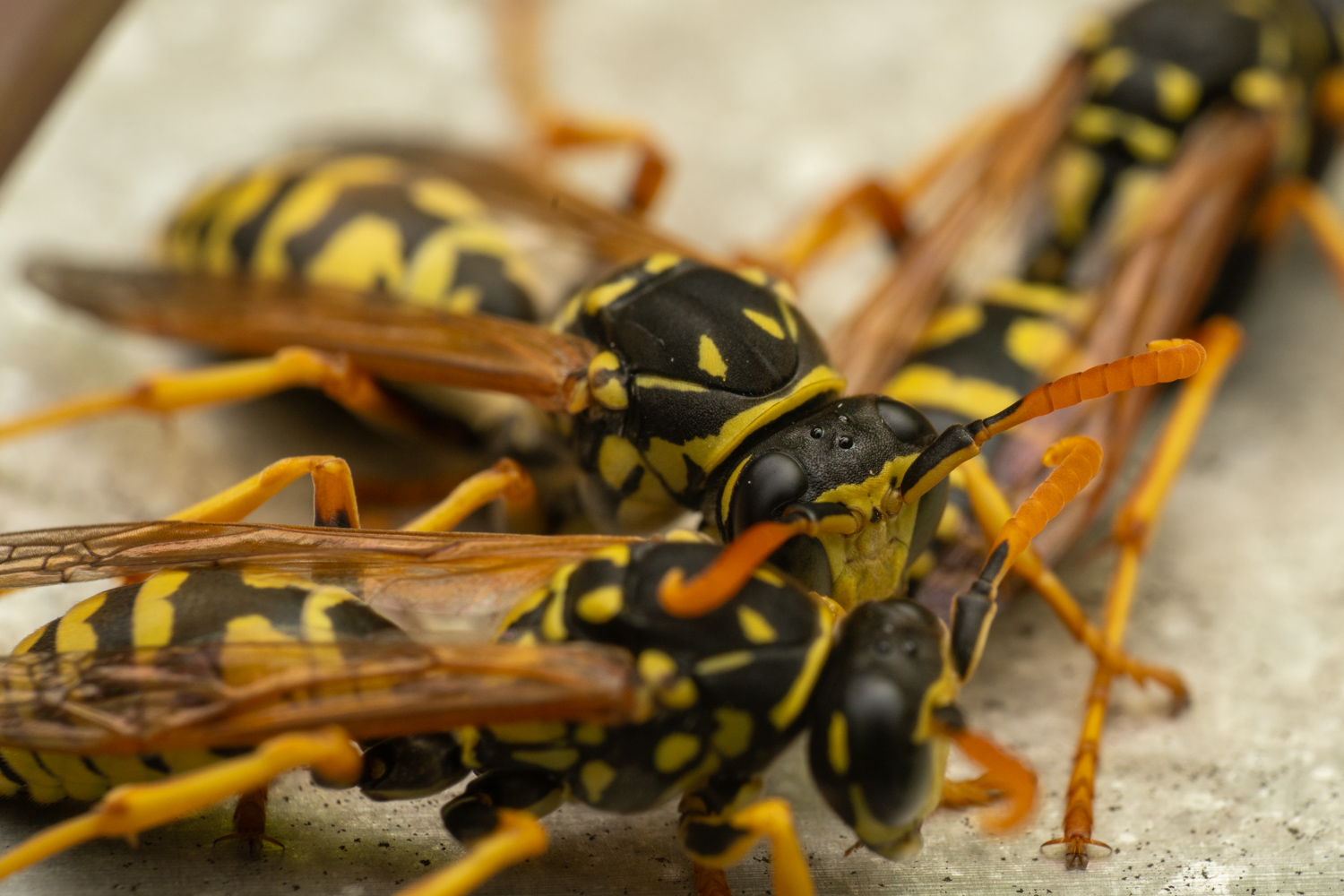 European paper wasp