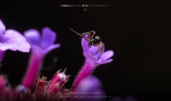 garden hammock spider