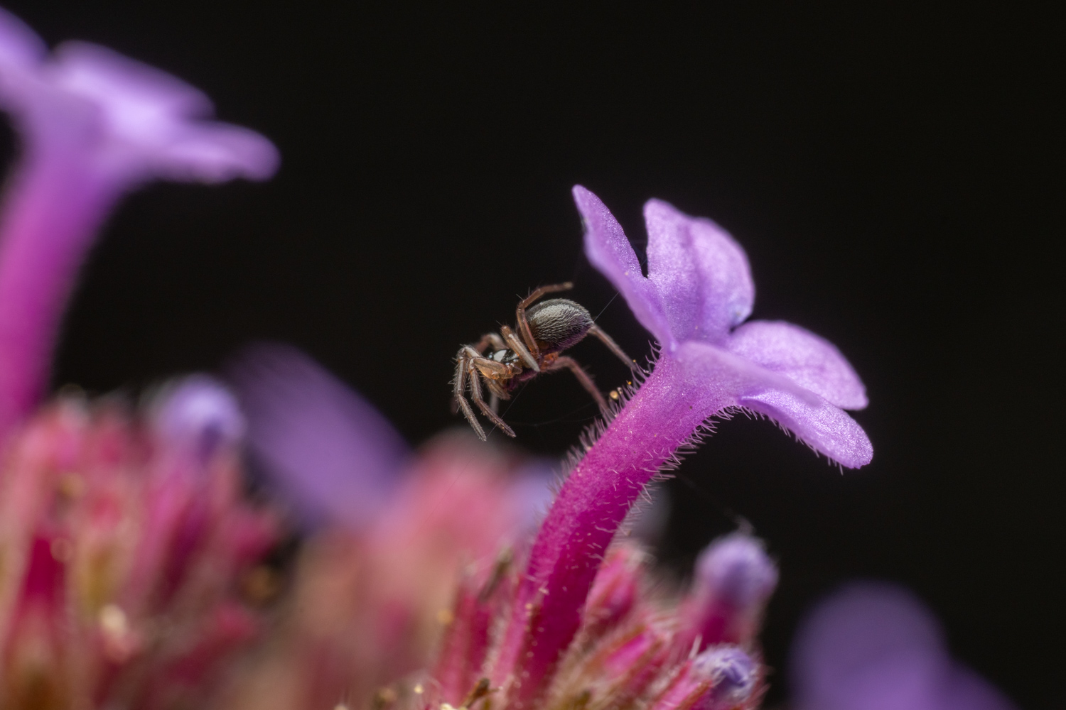 garden hammock spider