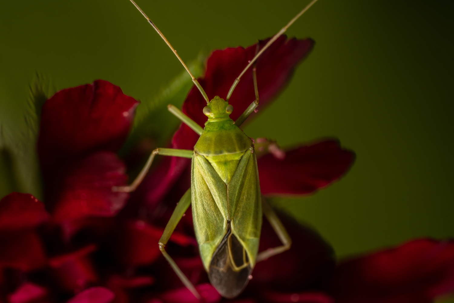 Apolygus lucorum