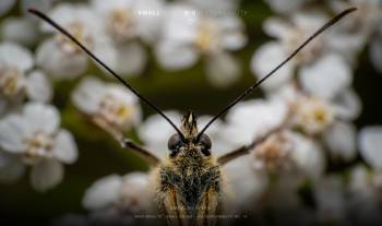 Marbled White