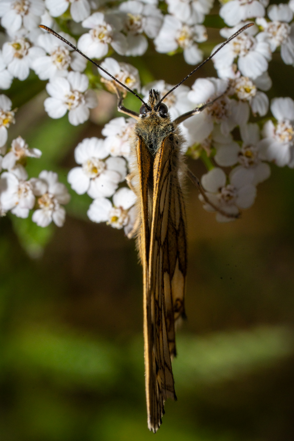 Marbled White