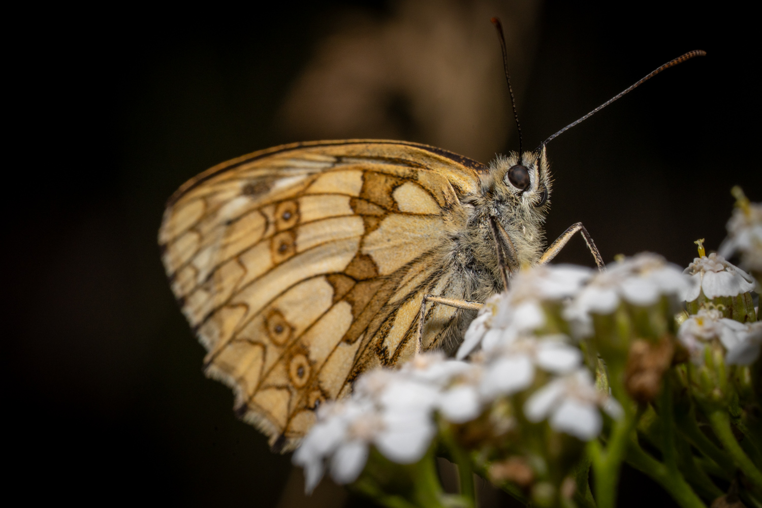 Marbled White