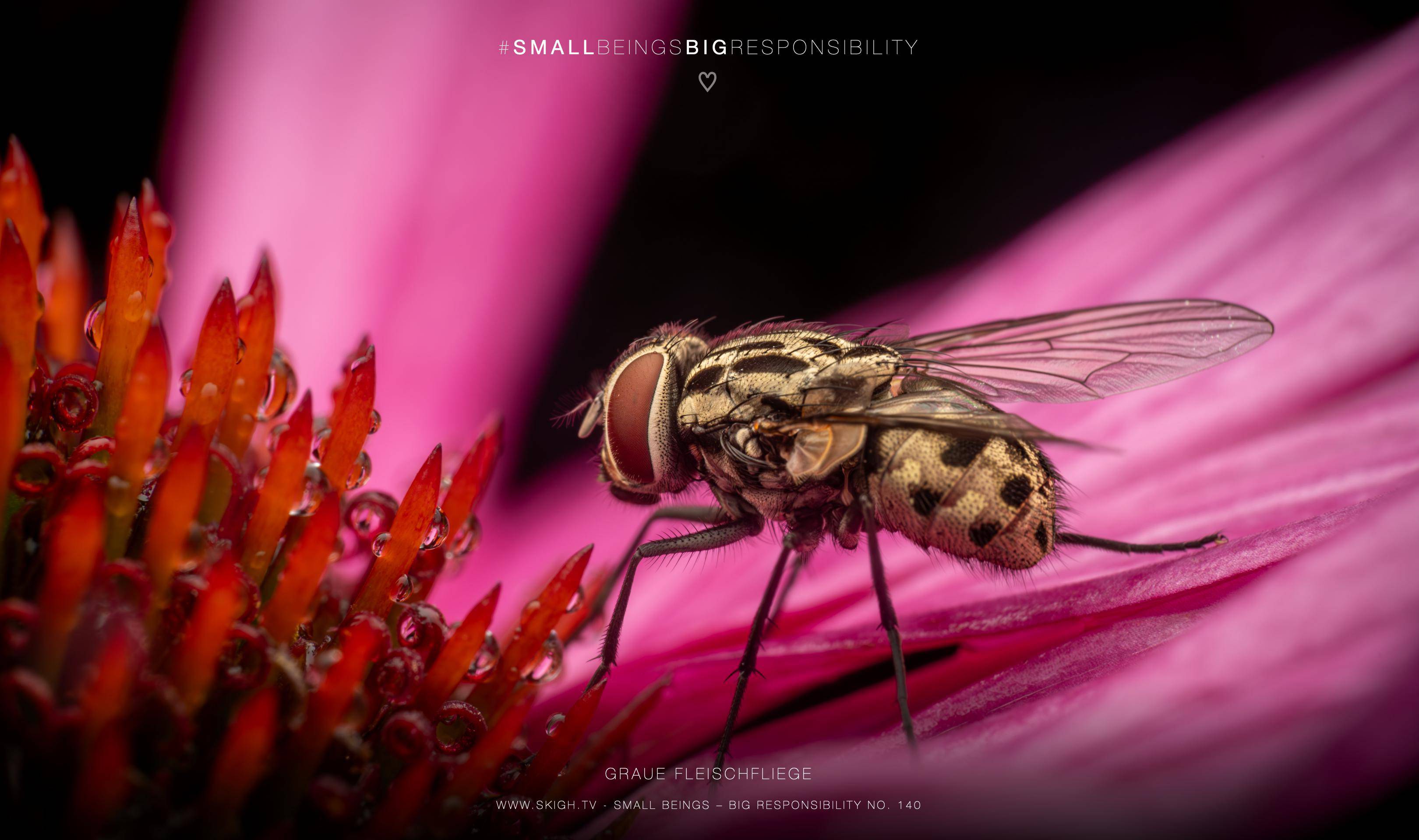 Graue Fleischfliege | 1/200s * f18 * ISO 200 * 90mm - FE 90mm F2.8 Macro G OSS - Sony α7R V Graue Fleischfliege