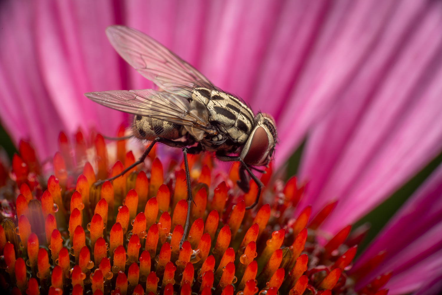 Graue Fleischfliege