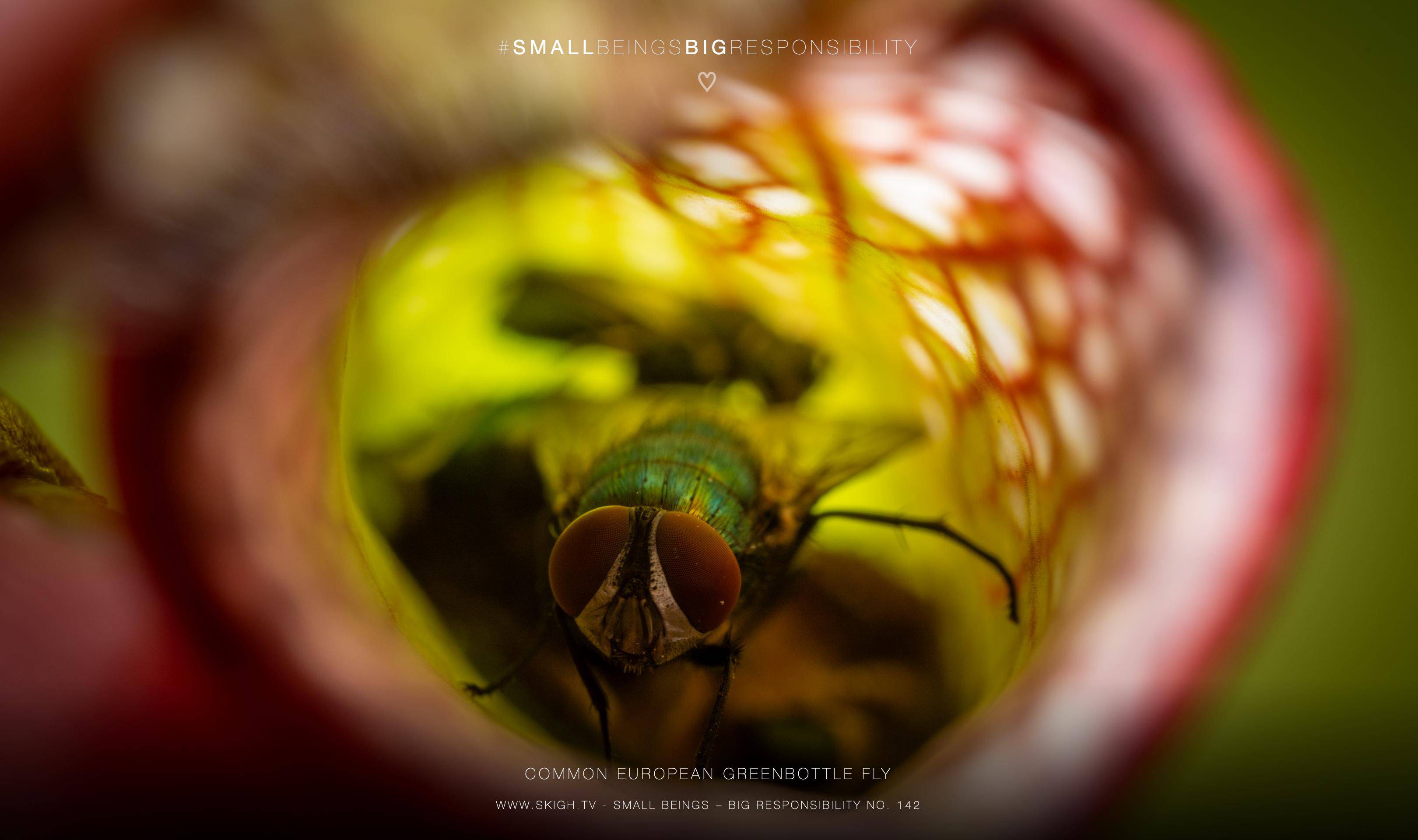 Common European Greenbottle Fly
