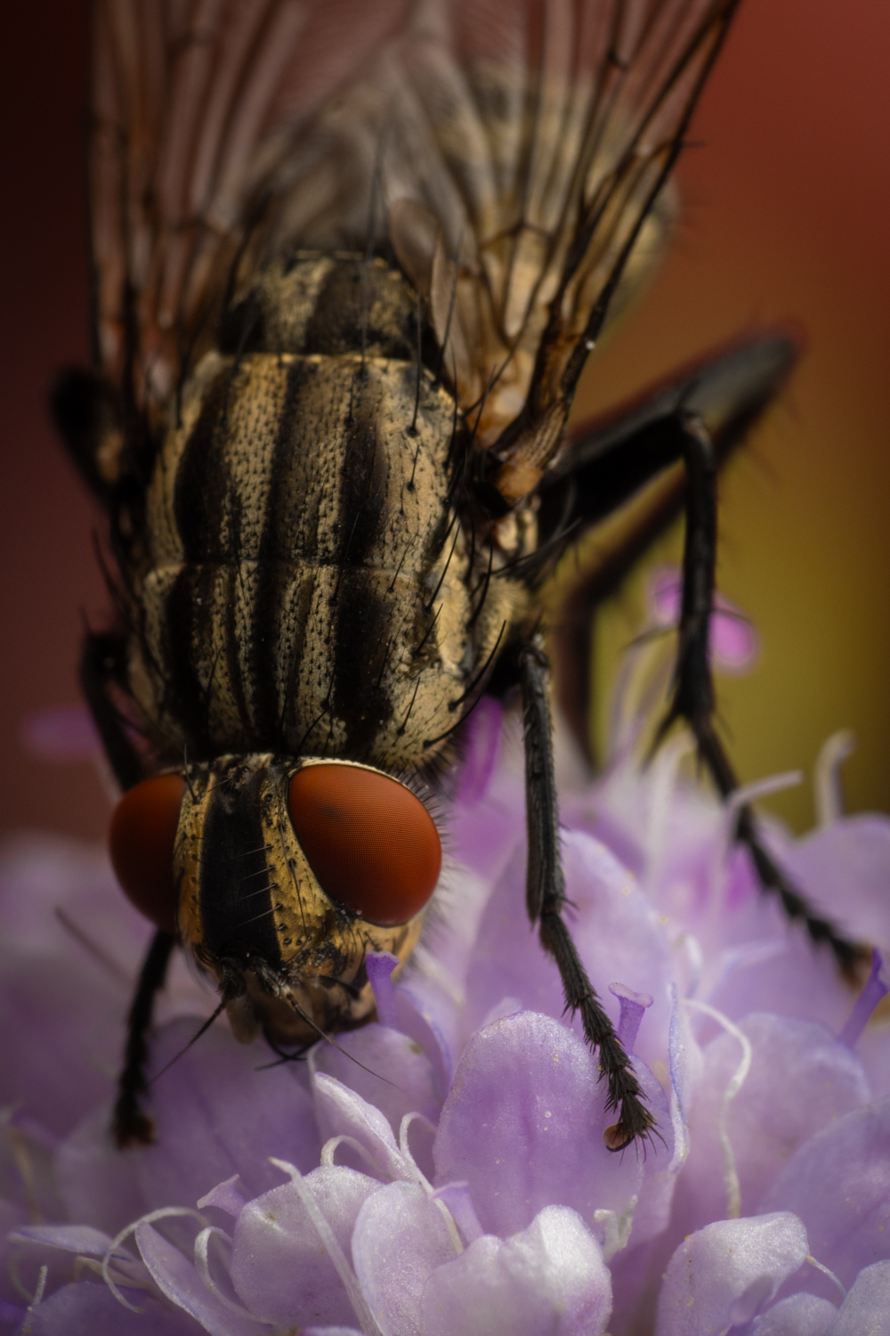 Common Flesh Fly