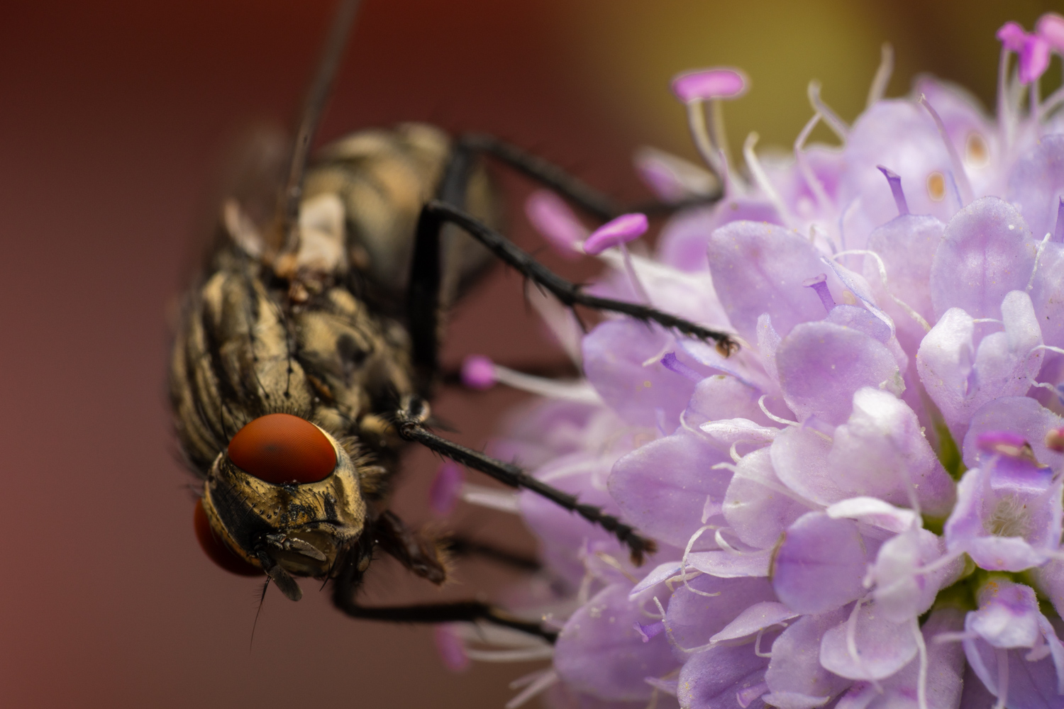 Common Flesh Fly