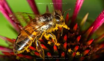 Western Honey Bee