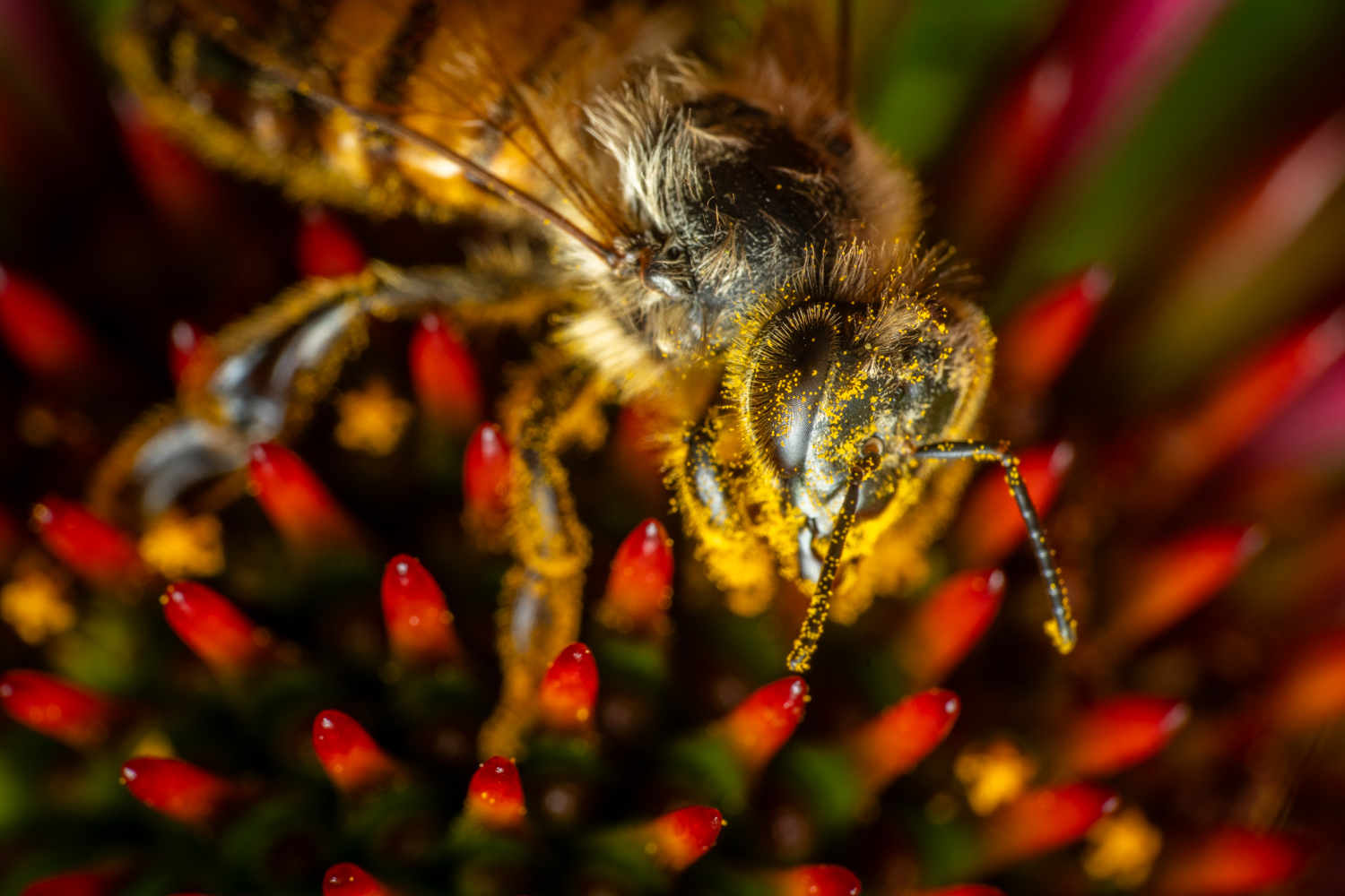 Western Honey Bee