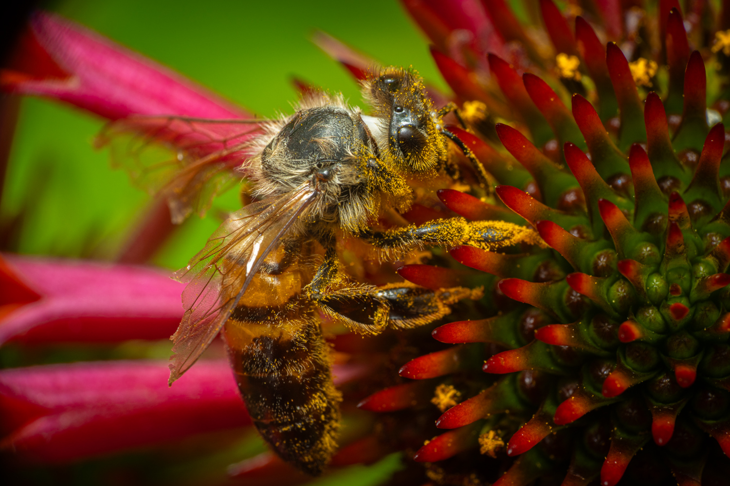 Western Honey Bee