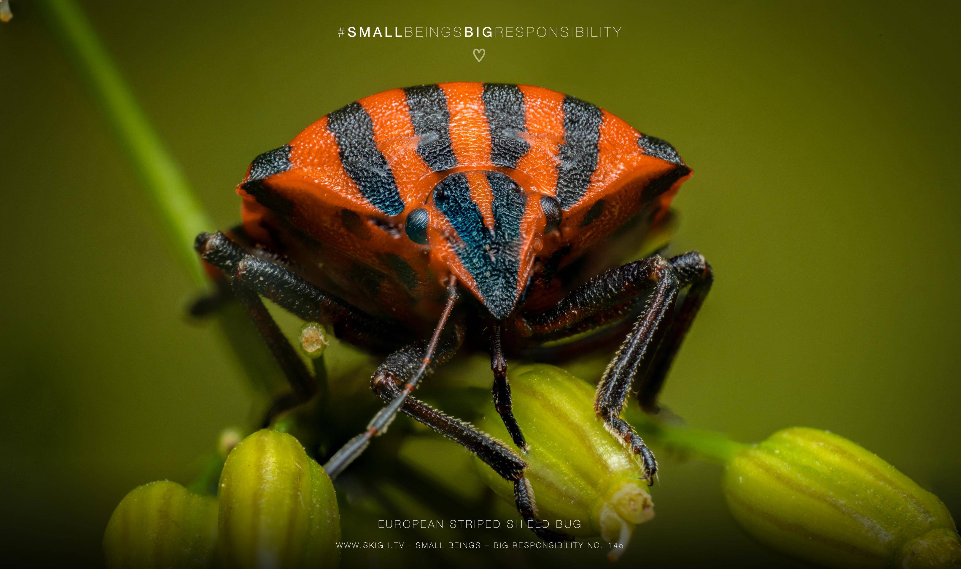 European Striped Shield Bug
