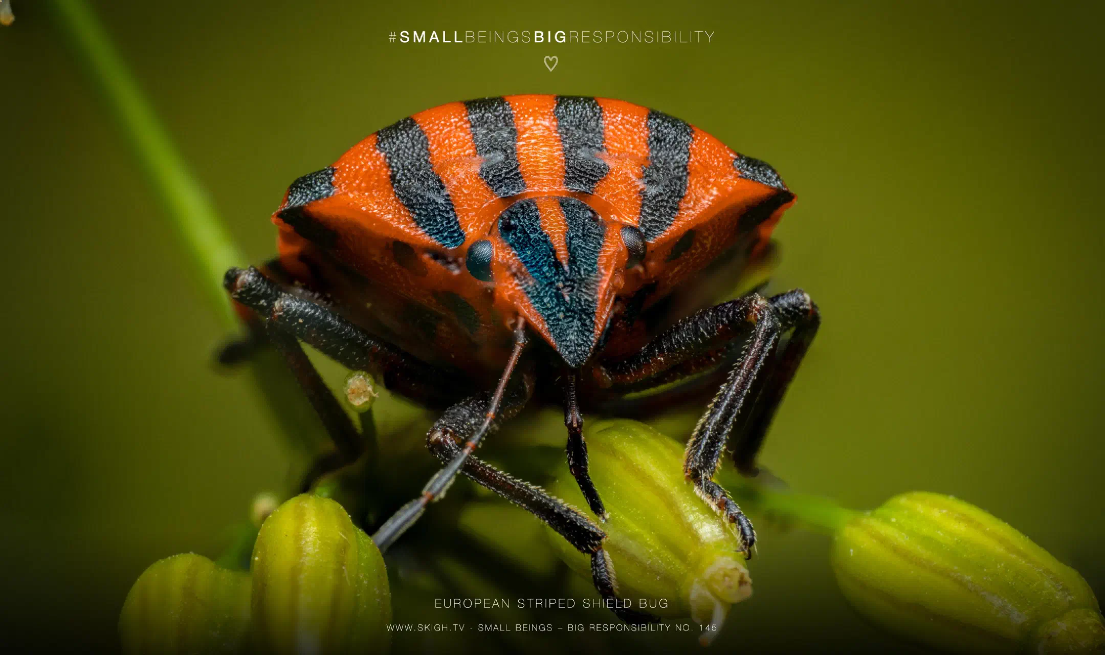 European Striped Shield Bug | 1/250s * f16 * ISO 400 * 90mm - FE 90mm F2.8 Macro G OSS - Sony α7R V European Striped Shield Bug
