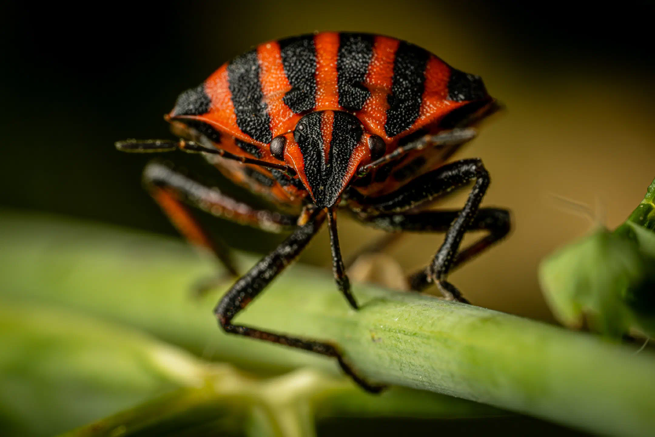 European Striped Shield Bug | 1/250s * f16 * ISO 400 * 90mm - FE 90mm F2.8 Macro G OSS - Sony α7R V European Striped Shield Bug