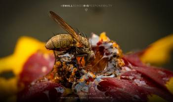 Wheat Bulb Fly