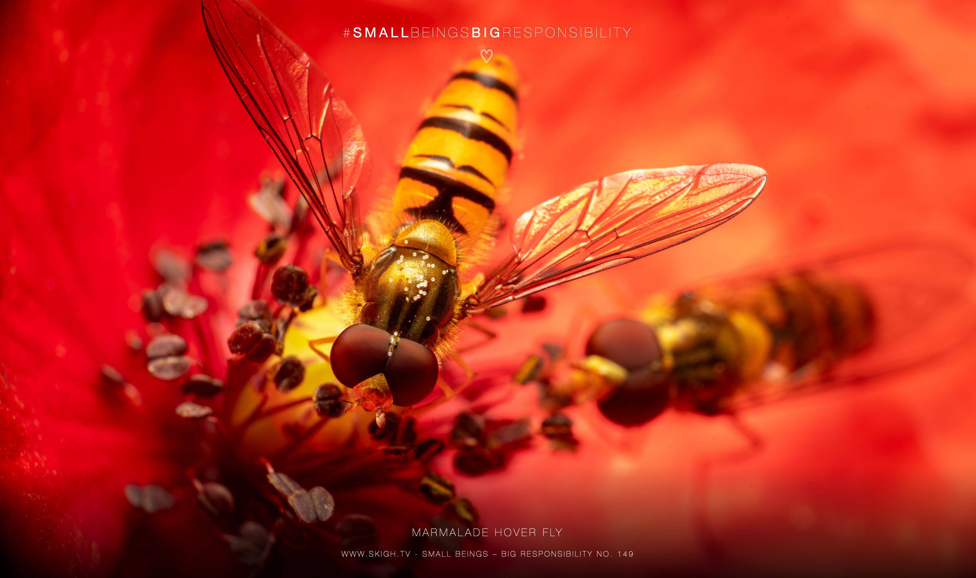 Marmalade Hover Fly | 1/200s * f16 * ISO 400 * 90mm - FE 90mm F2.8 Macro G OSS - Sony α7R V Marmalade Hover Fly