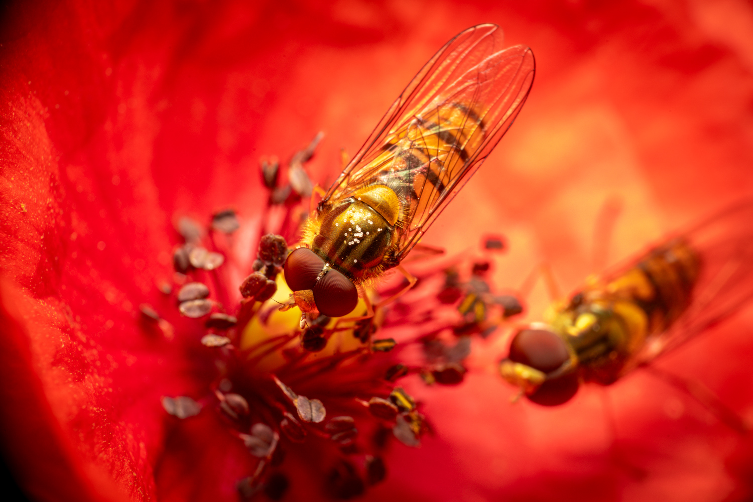 Marmalade Hover Fly