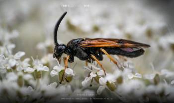 Bramble Sawfly