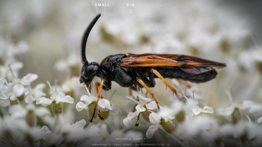 My view of the real world: 'Bramble Sawfly'