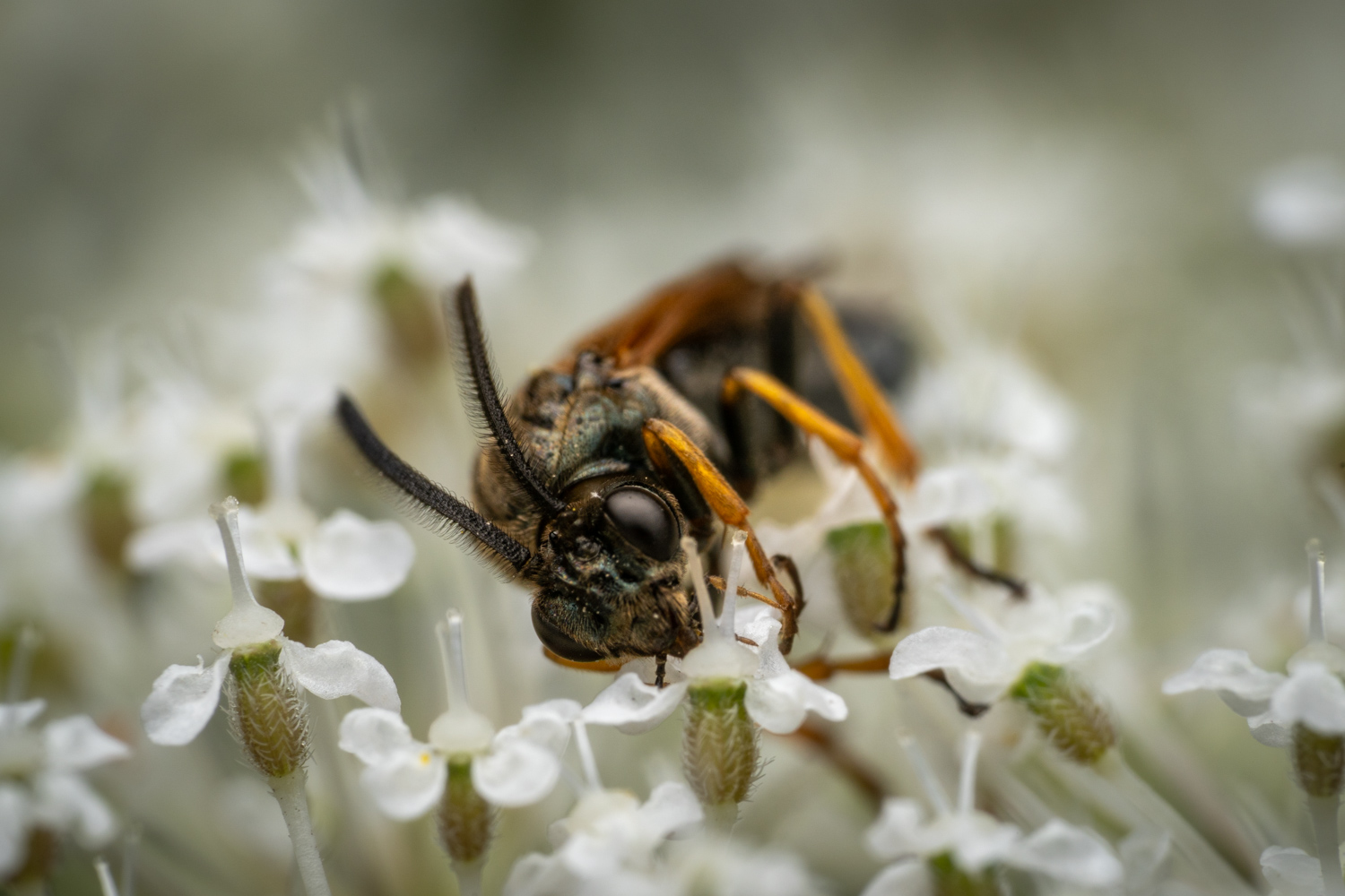 Bramble Sawfly