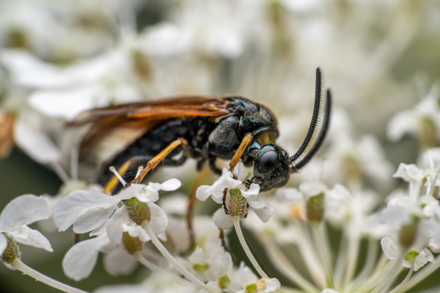 Bramble Sawfly