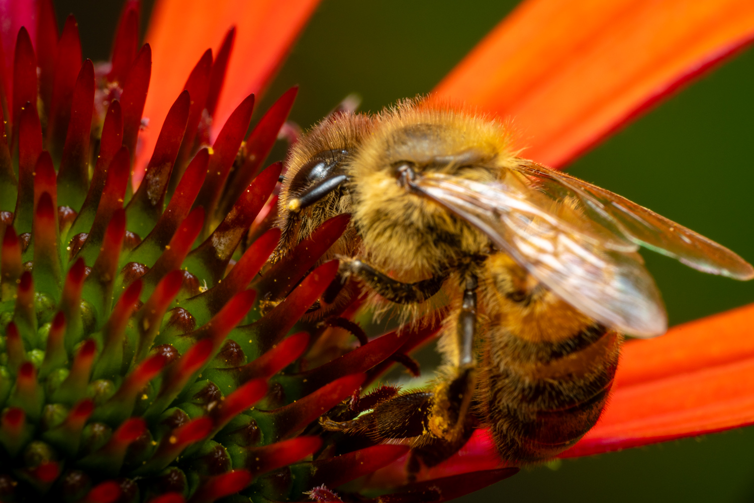 Western Honey Bee