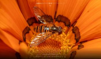 Marmalade Hover Fly