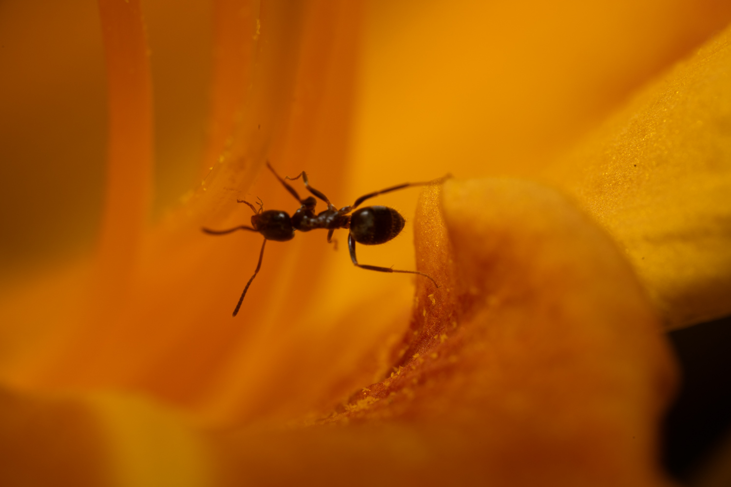 Black Garden Ant