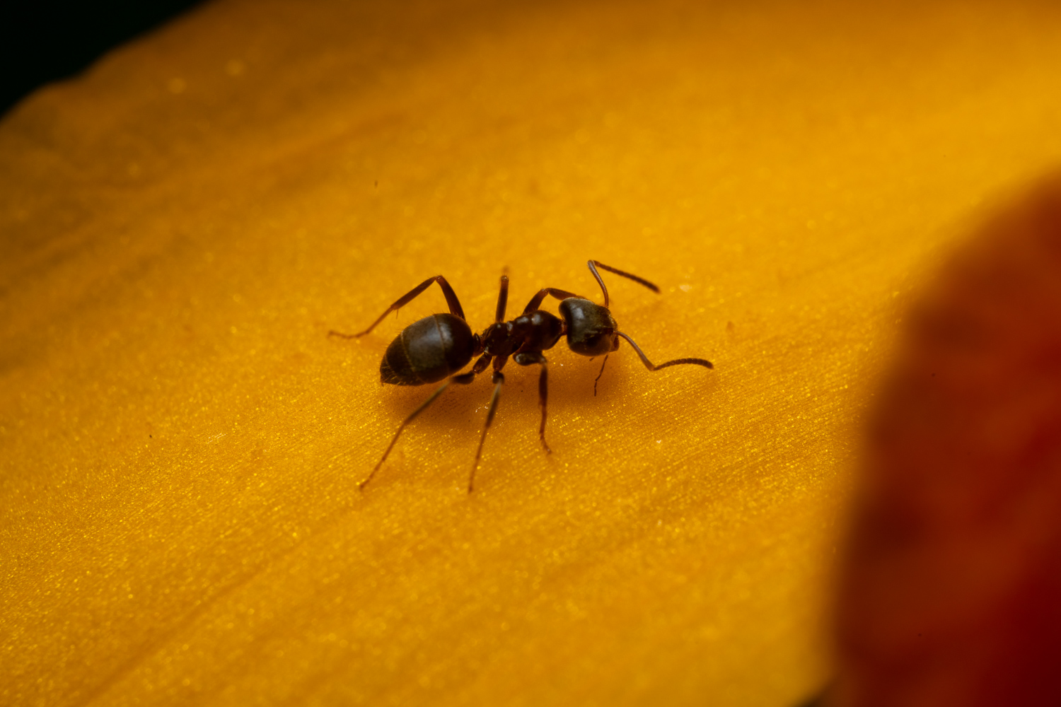 Black Garden Ant