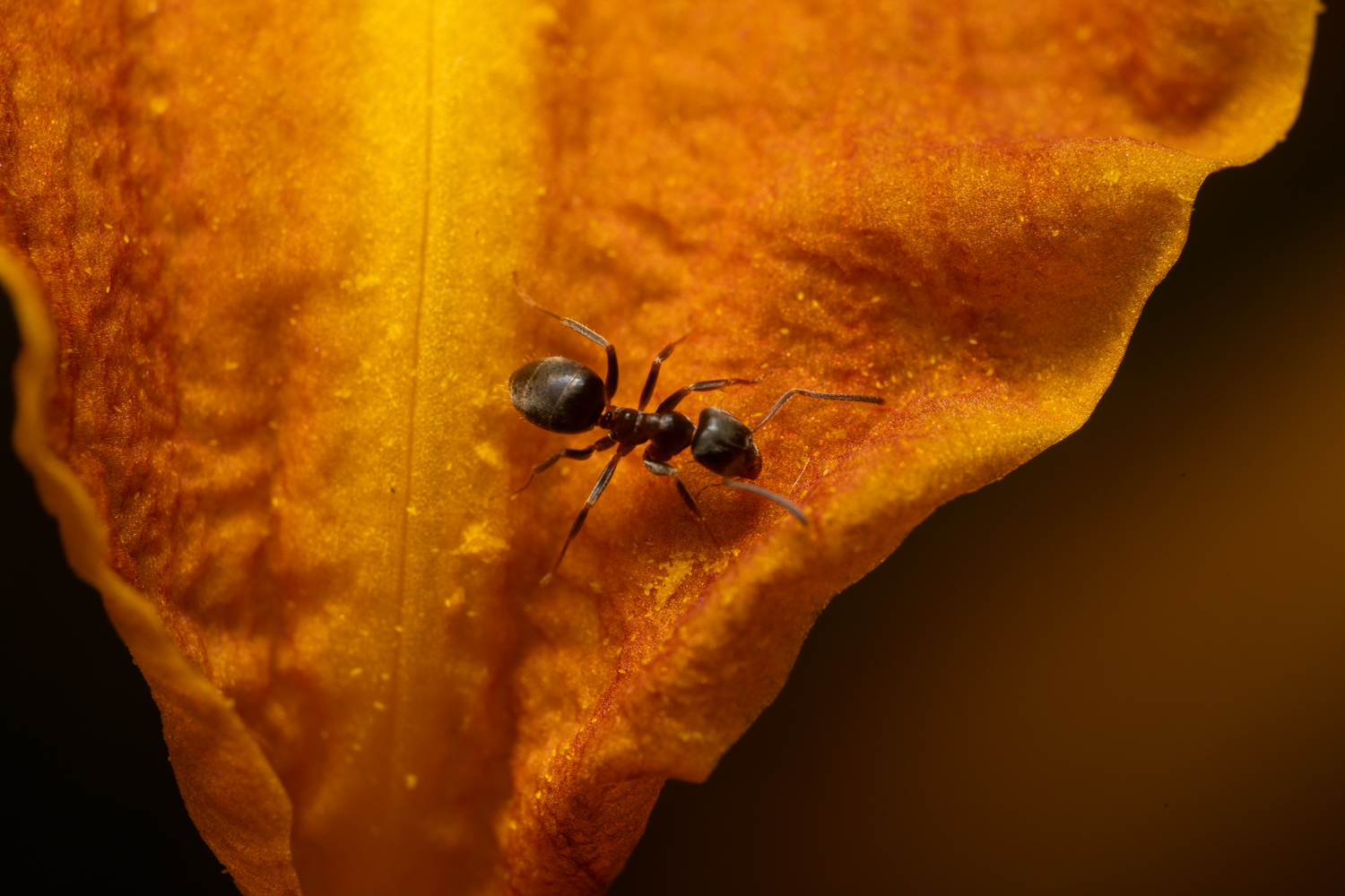 Black Garden Ant