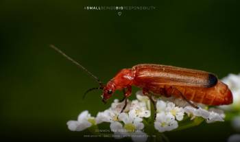 Common Red Soldier Beetle