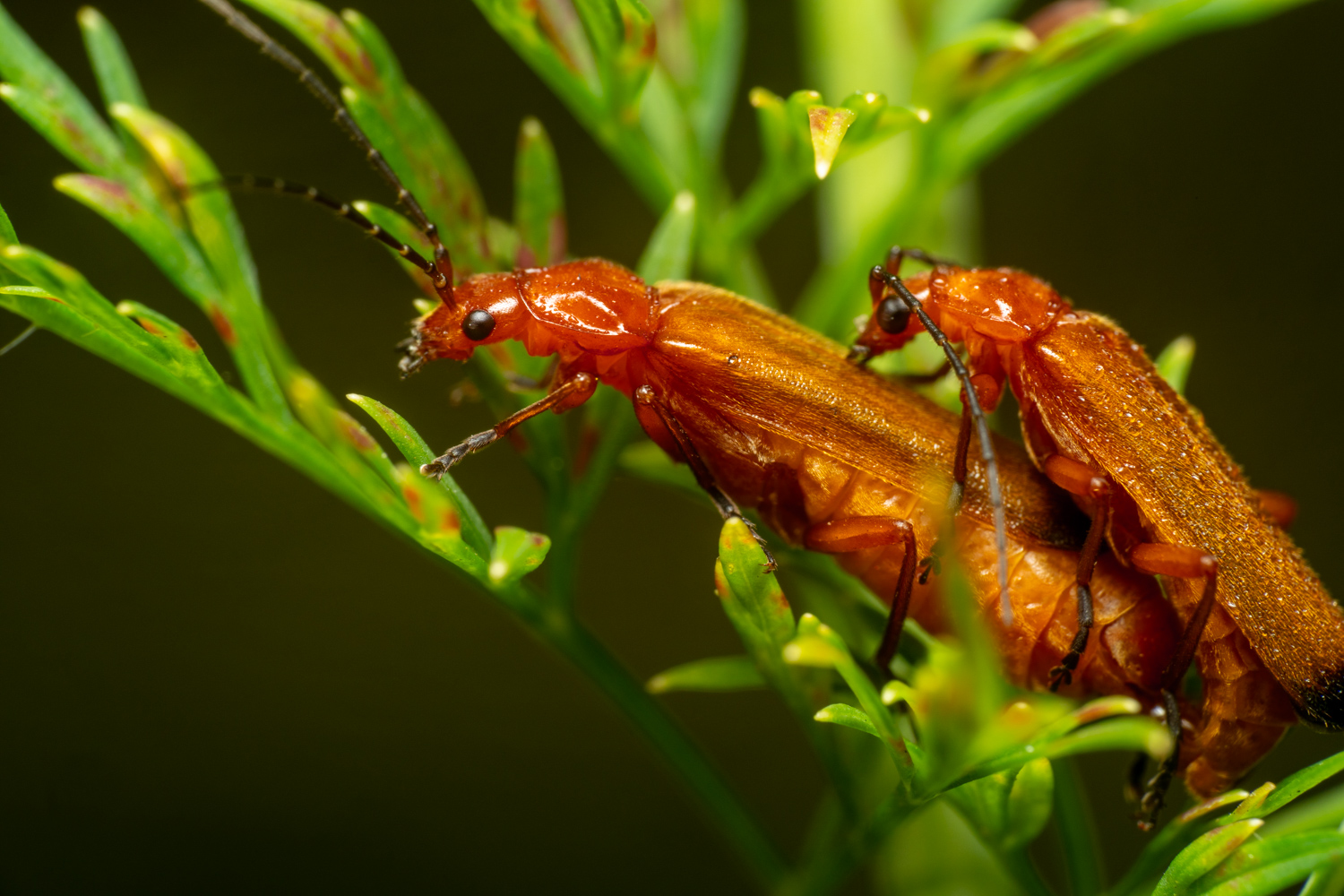 Common Red Soldier Beetle