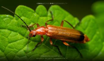 Common Red Soldier Beetle