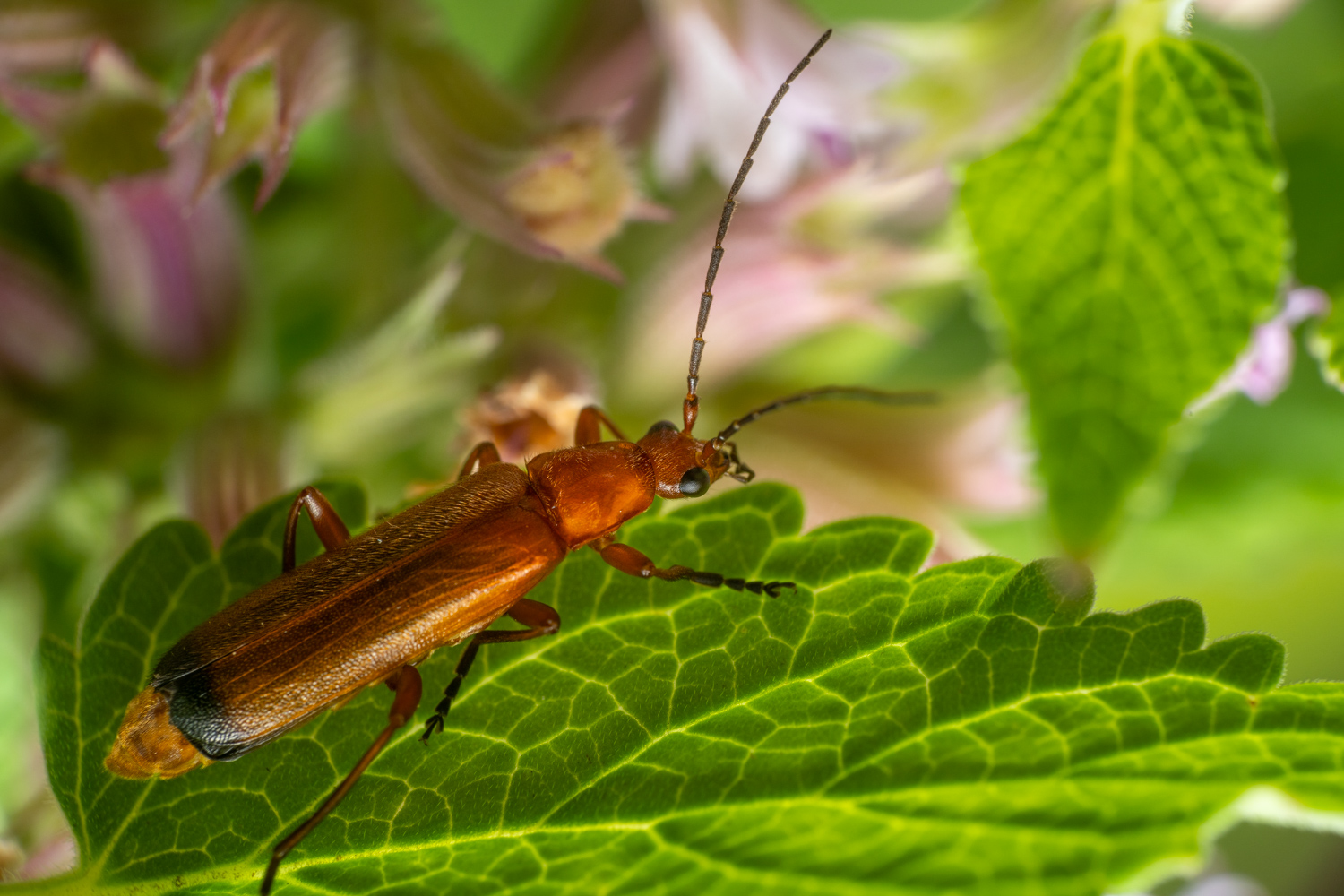 Common Red Soldier Beetle