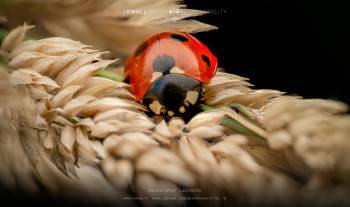 Seven-spot ladybird