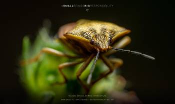 Black-shouldered Shieldbug