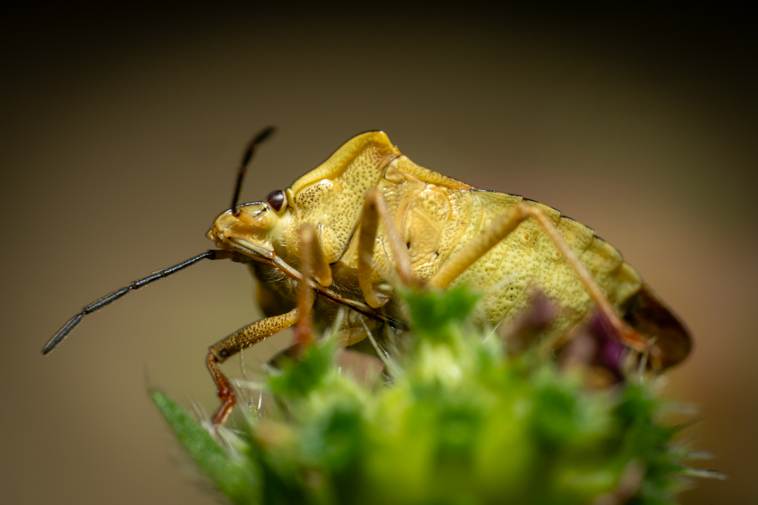 Black-shouldered Shieldbug