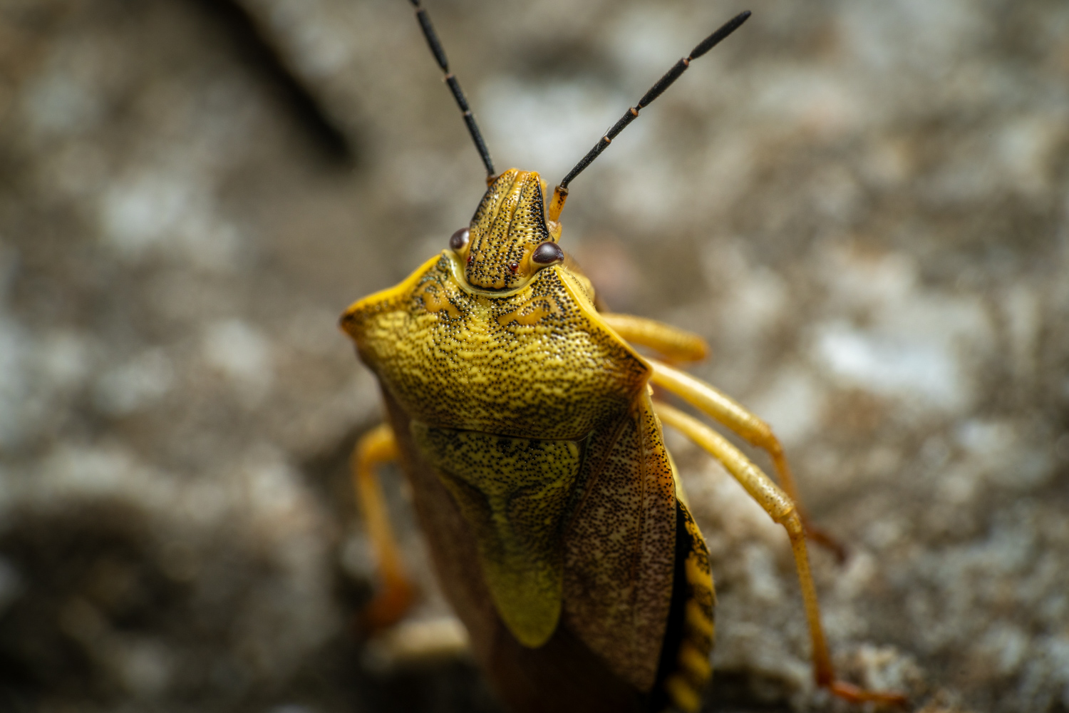 Black-shouldered Shieldbug