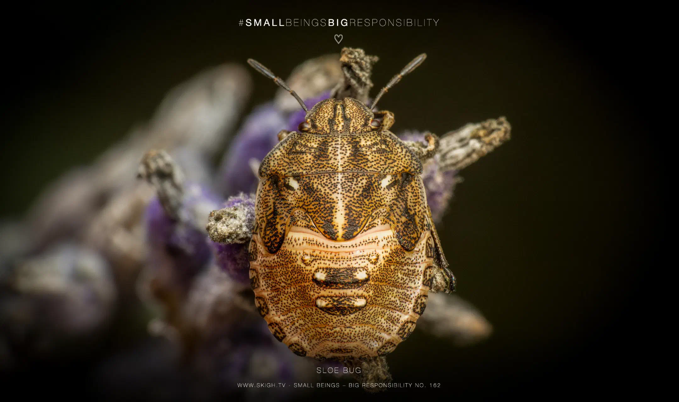 Sloe Bug