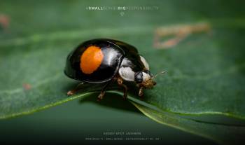 Kidney-spot Ladybird