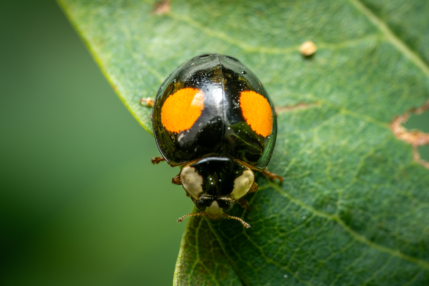 Kidney-spot Ladybird