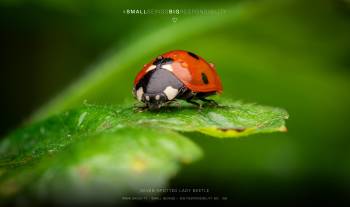 Seven-spotted Lady Beetle