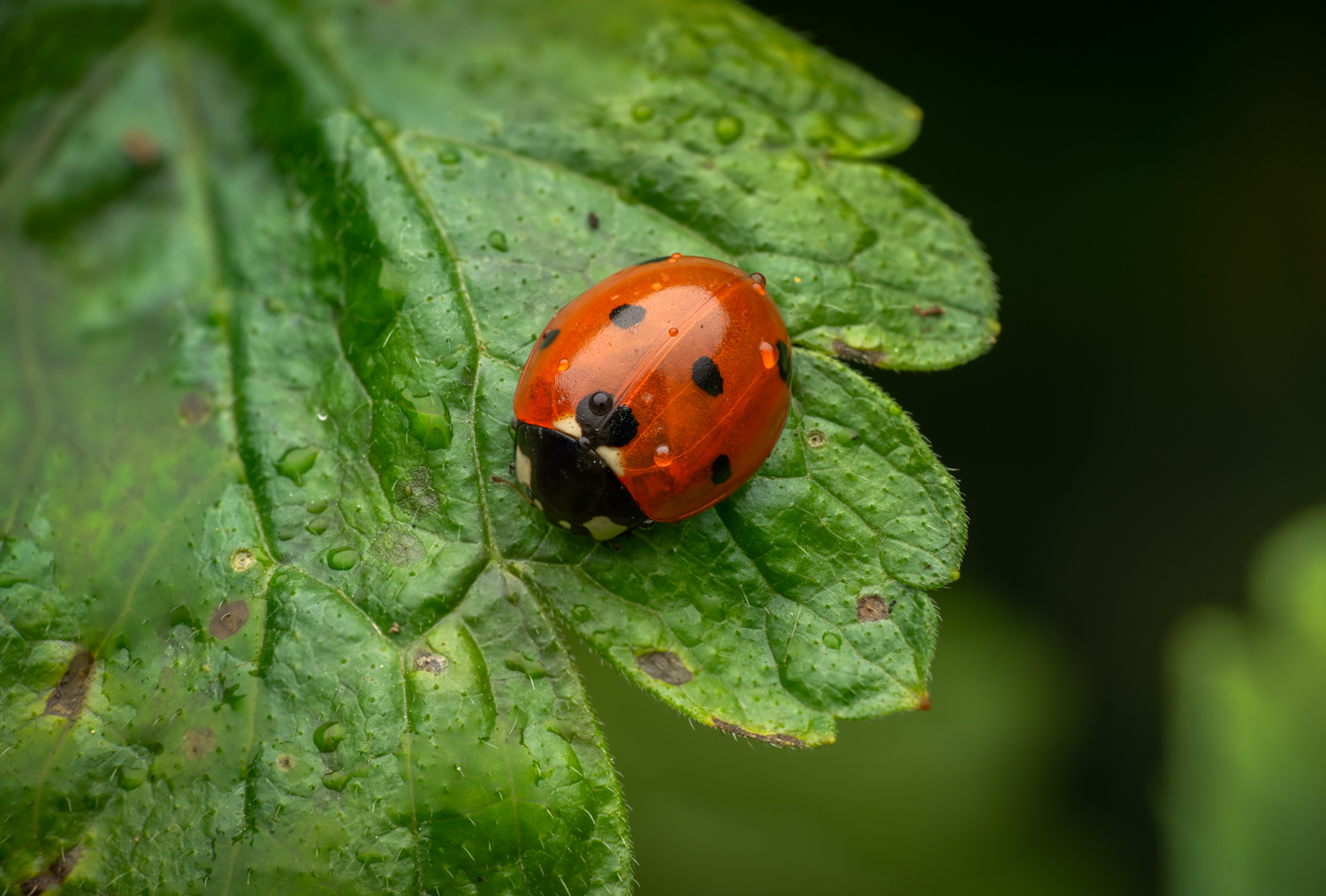 Seven-spotted Lady Beetle