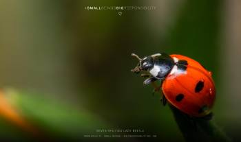 Seven-spotted Lady Beetle