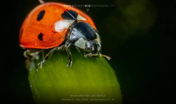 Seven-spotted Lady Beetle