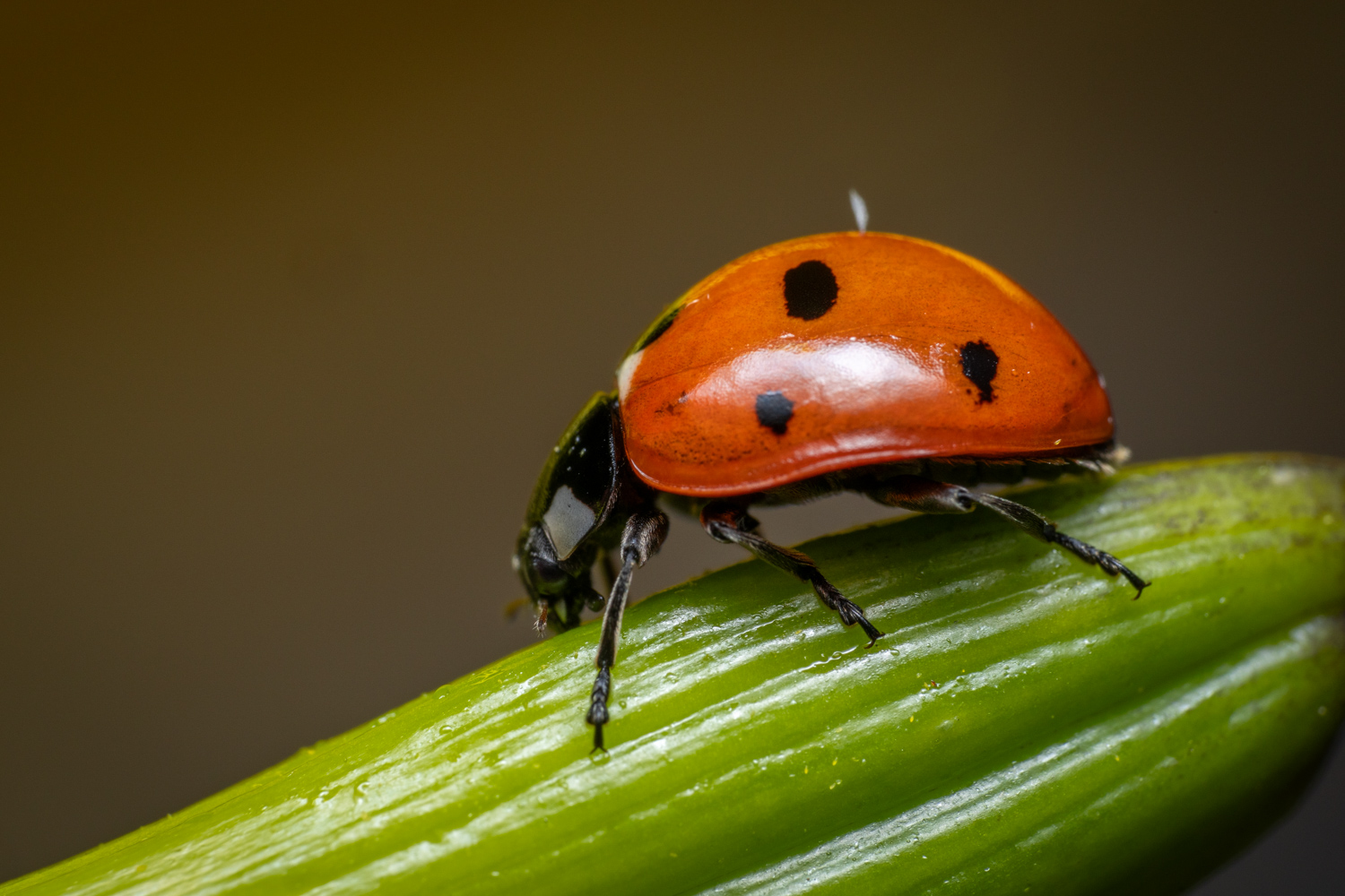 Seven-spotted Lady Beetle