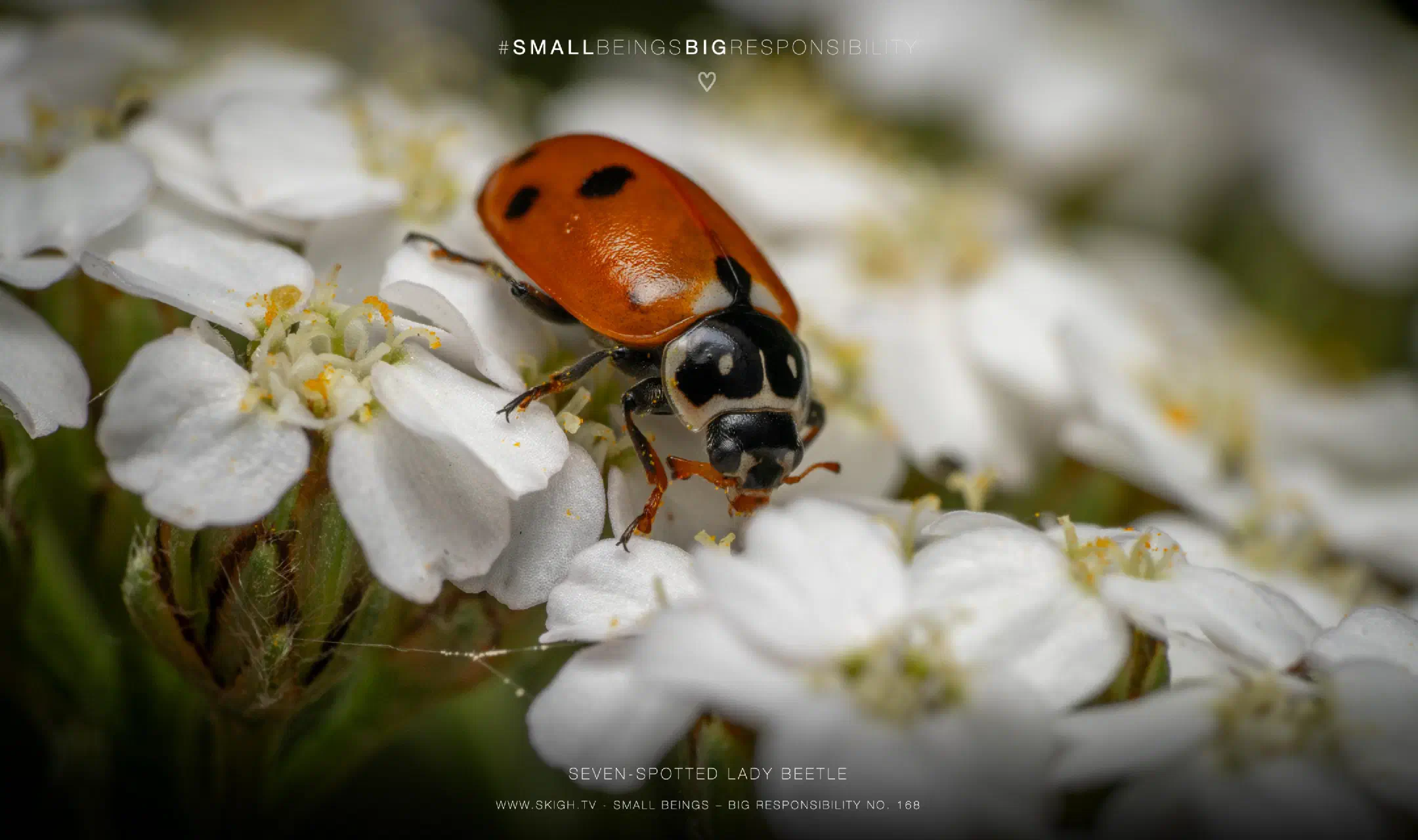 Seven-spotted Lady Beetle