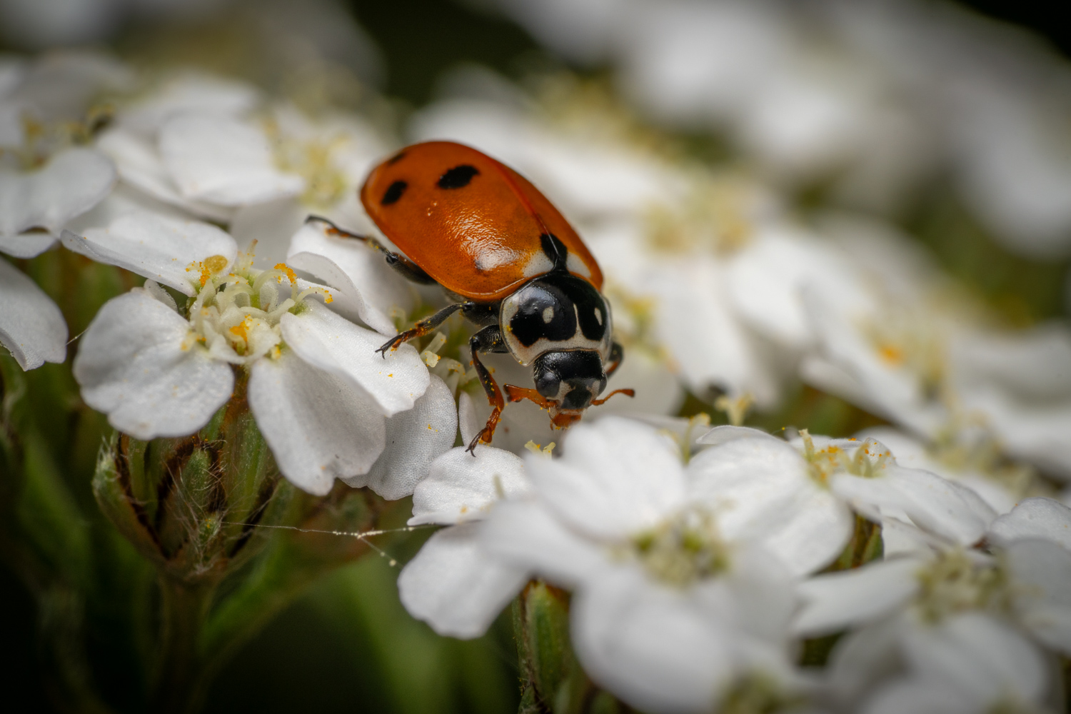 Seven-spotted Lady Beetle