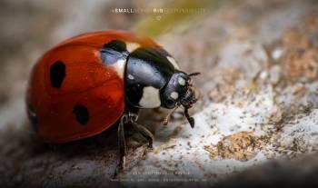 Seven-spotted Lady Beetle